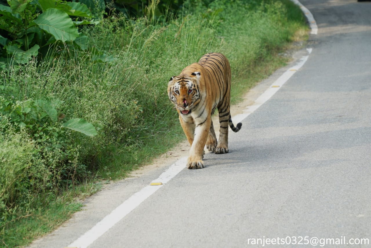 Corbett Wildlife Weekend Package